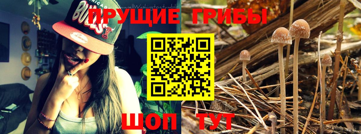 Псилоцибиновые грибы мицелий Реутов